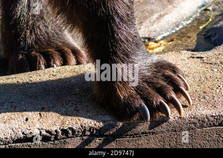 Braunbär Vorderpfote Nahaufnahme Stockfoto