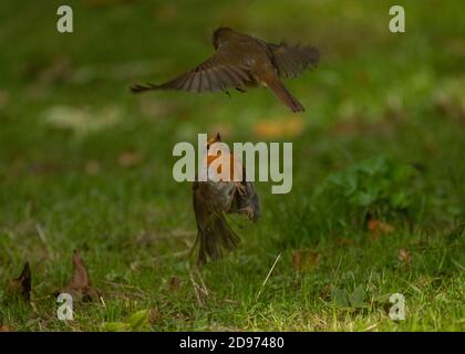 Robin (Erithacus rubecula), Paar kämpft, Dumfries, SW Schottland Stockfoto