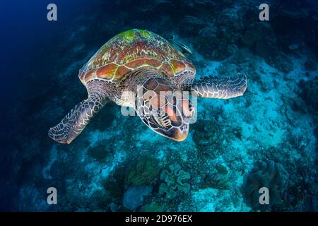 Grüne Schildkröte (Chelonia mydas) schwimmt über dem Riff, Raja Ampat, Indonesien