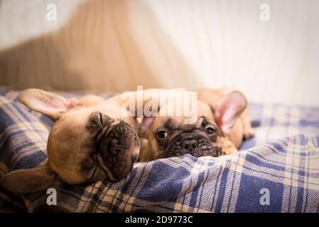 Schläfrig Französisch Bulldog Welpen. Niedlicher kleiner Welpe. Stockfoto