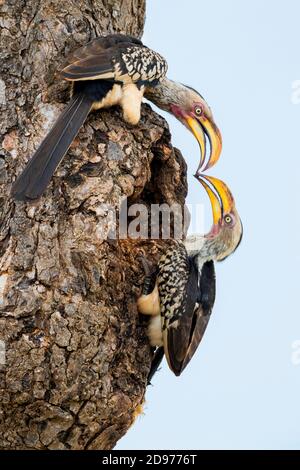 Südgelb-berechneter Hornbill (Lamprotornis leucomelas), Seitenansicht des Paares, das den Eingang des Nestes mit Schlamm, Mpumalanga, Südafrika schließt