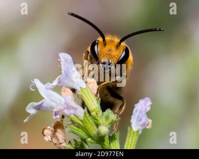 Ivy Bee (Colletes hederae) Männchen auf gemeiner Calamint (Calamintha ascendens), einsame Bienen, Pays de Loire, Frankreich