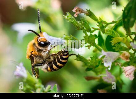 Ivy Bee (Colletes hederae) Männchen auf gemeiner Calamint (Calamintha ascendens), einsame Bienen, Pays de Loire, Frankreich