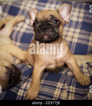 Schläfrig Französisch Bulldog Welpen. Niedlicher kleiner Welpe. Stockfoto