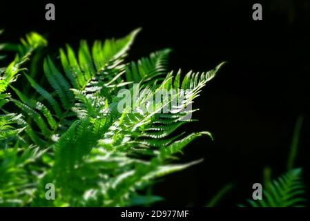 Farnpflanze im Wald. Wunderschne anmutige grne Bltter. Polypodiphyta,  Gefpflanzen, moderne Farne und alte hhere Pflanzen. Farn Polypodiophyta  Stockfotografie - Alamy