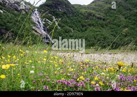 Wiese Buttercups White Clover und Wildthyme Blumen wachsen mit Wilde Gräser im Tal mit Steall Wasserfall dahinter in Glen Nevis Schottland Großbritannien Stockfoto