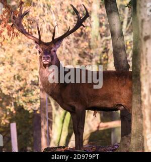 Duelmen, NRW, Deutschland. November 2020. Ein Rothirsch (Cervus elaphus) Hirsch genießt die warme Sonne. Hirsche sonnen sich in herrlicher Herbstsonne im Wald. Das warme, sonnige Wetter sorgt für wunderschöne Herbstszenen und lebendige Farben im Münsterland. Kredit: Imageplotter/Alamy Live Nachrichten Stockfoto