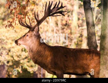 Duelmen, NRW, Deutschland. November 2020. Ein Rothirsch (Cervus elaphus) Hirsch genießt die warme Sonne. Hirsche sonnen sich in herrlicher Herbstsonne im Wald. Das warme, sonnige Wetter sorgt für wunderschöne Herbstszenen und lebendige Farben im Münsterland. Kredit: Imageplotter/Alamy Live Nachrichten Stockfoto