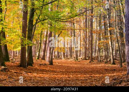 Sonnenstrahlen fallen durch Bäume in lokalen Wäldern. Das warme, sonnige Wetter sorgt für wunderschöne Herbstszenen und lebendige Farben im Münsterland. Kredit: Imageplotter/Alamy Live Nachrichten Stockfoto