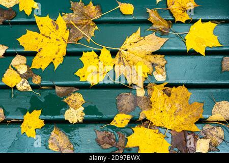 Ahorn, gelbe Blätter auf Holzgrund. Herbstkonzept. Hochwertige Fotos Stockfoto