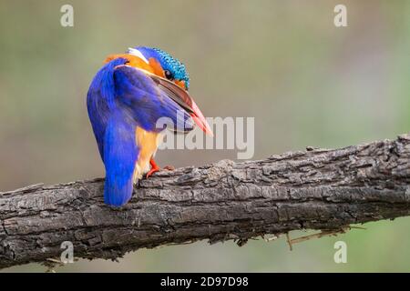Malachit-Eisvogel (Corythornis cristatus), adulter Präening auf einem Zweig, Mpumalanga, Südafrika