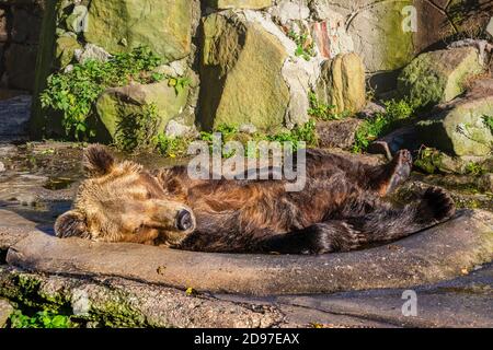 Braunbär (Ursus arctos) Macht eine Pause in einem kleinen Wasserbecken in Kaliningrad Zoo Stockfoto