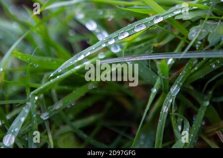 Regentropfen auf dem Rasen Stockfoto