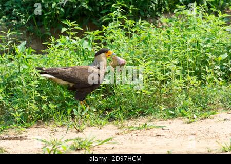 Südlichen Crested Karakara (Caracara Plancus) mit einem Fisch im Schnabel, Pantanal, Mato Grosso, Brasilien Stockfoto