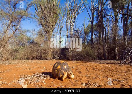 Abgestrahlte Schildkröte (Astrochelys Radiata), Berenty Naturreservat, Madagaskar Stockfoto