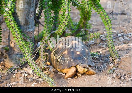 Abgestrahlte Schildkröte (Astrochelys Radiata), Berenty Naturreservat, Madagaskar Stockfoto