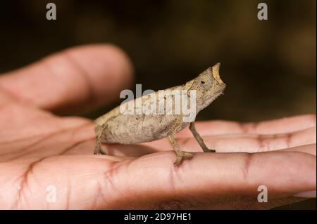 Pygmy Leaf Chameleon (Brookesia minima), Madagaskar Stockfoto