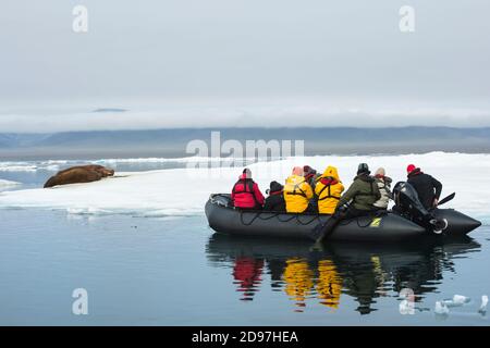 Touristen im Tierkreis beobachten eine Gruppe von Walrus (Odobenus rosmarus), Cape Waring, Wrangel Island, Chucktschi Meer, Tschukotka, Russisch Fernost, UNESCO wo Stockfoto