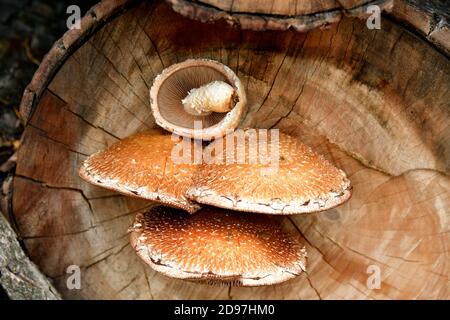 Spärlicher Schaufelpilz, der auf geschnittenen Baumstämmen wächst Stockfoto