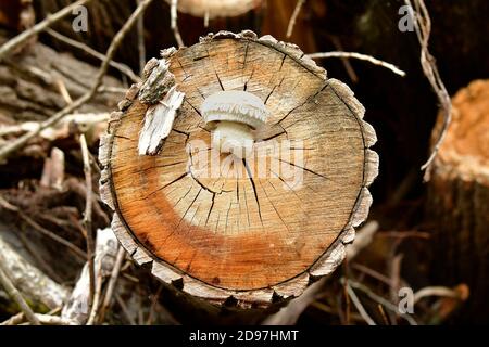 Spärlicher Schaufelpilz, der auf geschnittenen Baumstämmen wächst Stockfoto