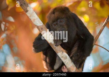 Südlichen Brown Brüllaffen (Alouatta Guariba Clamitans), Caratinga, Minas Gerais, Brasilien Stockfoto