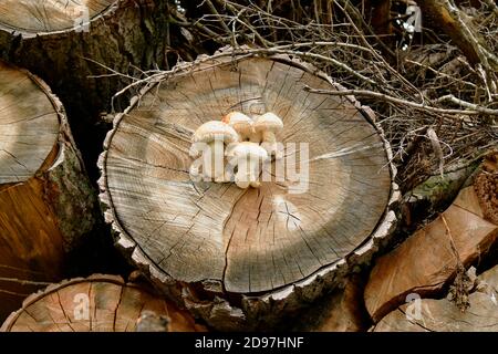 Spärlicher Schaufelpilz, der auf geschnittenen Baumstämmen wächst Stockfoto