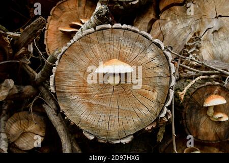 Spärlicher Schaufelpilz, der auf geschnittenen Baumstämmen wächst Stockfoto