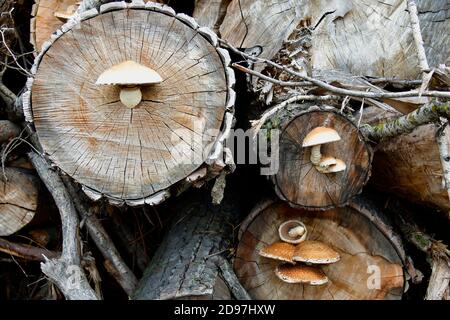 Spärlicher Schaufelpilz, der auf geschnittenen Baumstämmen wächst Stockfoto