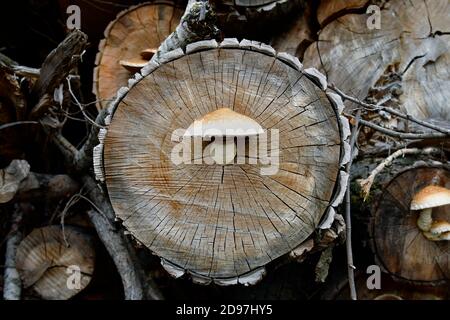 Spärlicher Schaufelpilz, der auf geschnittenen Baumstämmen wächst Stockfoto