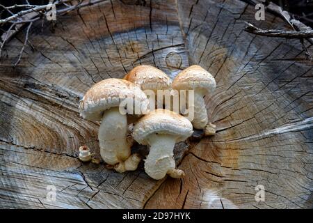 Spärlicher Schaufelpilz, der auf geschnittenen Baumstämmen wächst Stockfoto