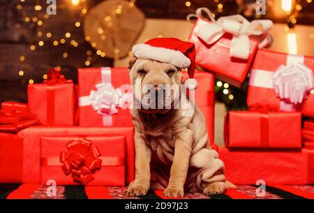 Kleine süße Shar Pei Welpen. Welpe in Santa Claus hat. Kleiner Hund am Roten vorhanden. Frohes neues Jahr. frohe Weihnachten. perfekte Weihnachtsgeschenk. beste Geschenk überhaupt. Hund Jahr. schöne Tier. Stockfoto