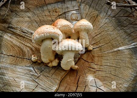 Spärlicher Schaufelpilz, der auf geschnittenen Baumstämmen wächst Stockfoto