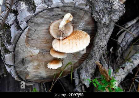 Spärlicher Schaufelpilz, der auf geschnittenen Baumstämmen wächst Stockfoto