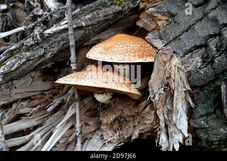 Spärlicher Schaufelpilz, der auf geschnittenen Baumstämmen wächst Stockfoto