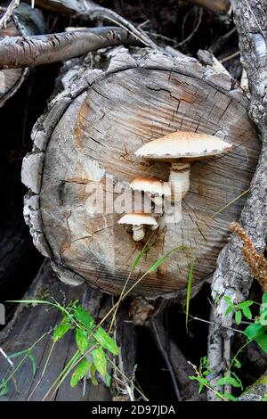 Spärlicher Schaufelpilz, der auf geschnittenen Baumstämmen wächst Stockfoto