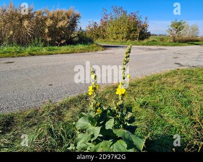 Österreich, Spur und gemeine Königskerze in Niederösterreich Stockfoto