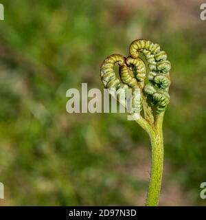 Fern im Frühjahr ausrollen Stockfoto