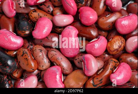 Phaseolus coccineus. Runner Bean 'Firestorm' Samen. Stockfoto