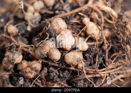 Stickstoff fixierenden Knötchen im Wurzelsystem einer Läuferbohnenpflanze entwickelt in symbiotischer Beziehung mit Bodenbakterien, Rhizobie. Stockfoto