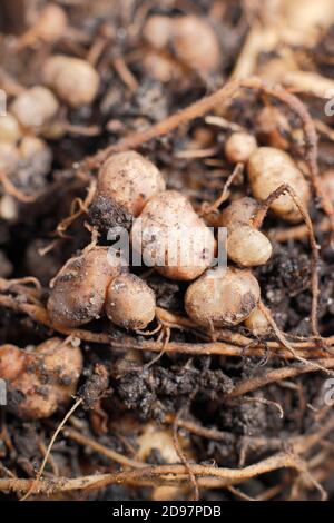 Stickstoff fixierenden Knötchen im Wurzelsystem einer Läuferbohnenpflanze entwickelt in symbiotischer Beziehung mit Bodenbakterien, Rhizobie. Stockfoto