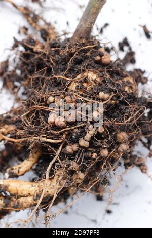 Stickstoff fixierenden Knötchen im Wurzelsystem einer Läuferbohnenpflanze entwickelt in symbiotischer Beziehung mit Bodenbakterien, Rhizobie. Stockfoto