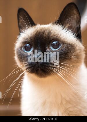 Porträt einer Siamkatze Stockfoto