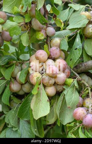 Kirsch- oder Myrobalan-Pflaumen (Prunus cerasifera). In Europa seit 400 Jahren angebaut. Eingebürgert in Großbritannien. Gefunden wächst in Hecken. Norfolk. East Anglia Stockfoto