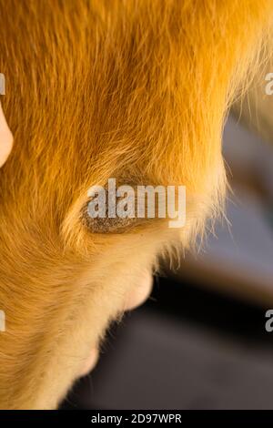 Hornhautpyoderma des Ellenbogens bei einem zweijährigen Hund. Obwohl der Hund weiche Bettwäsche hatte, entschied er sich, Zeit auf einer Metall-Feuerflucht während des zu verbringen Stockfoto