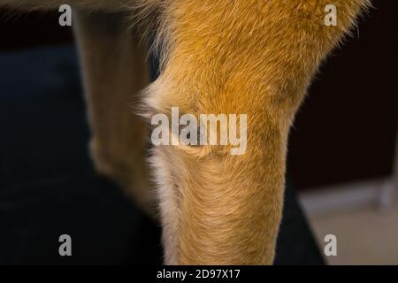 Hornhautpyoderma des Ellenbogens bei einem zweijährigen Hund. Obwohl der Hund weiche Bettwäsche hatte, entschied er sich, Zeit auf einer Metall-Feuerflucht während des zu verbringen Stockfoto