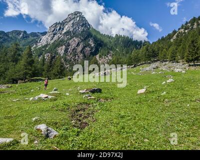 Triebe von einem Trekking im Aostatal Stockfoto