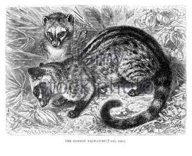 Gemeiner Palmcivet, Vintage Illustration von 1893 Stockfoto