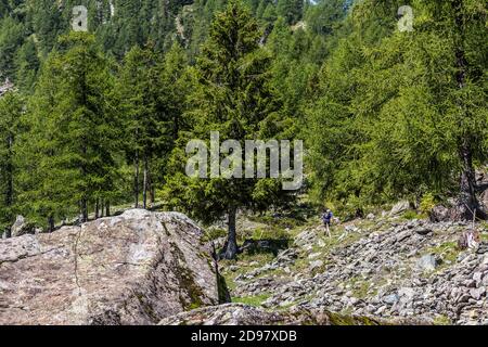 Triebe von einem Trekking im Aostatal Stockfoto