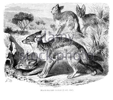 Schwarzer Jackal, Vintage Illustration von 1893 Stockfoto