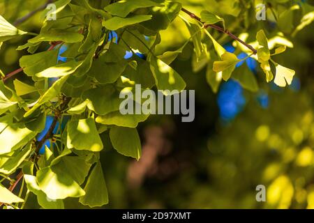 Gelb-grüne Chartreuse Blätter auf einem Ginkgo Baum (Ginkgo biloba) im Herbst. Selektiver Fokus Hintergrund mit einem Ort für Ihren Text Stockfoto